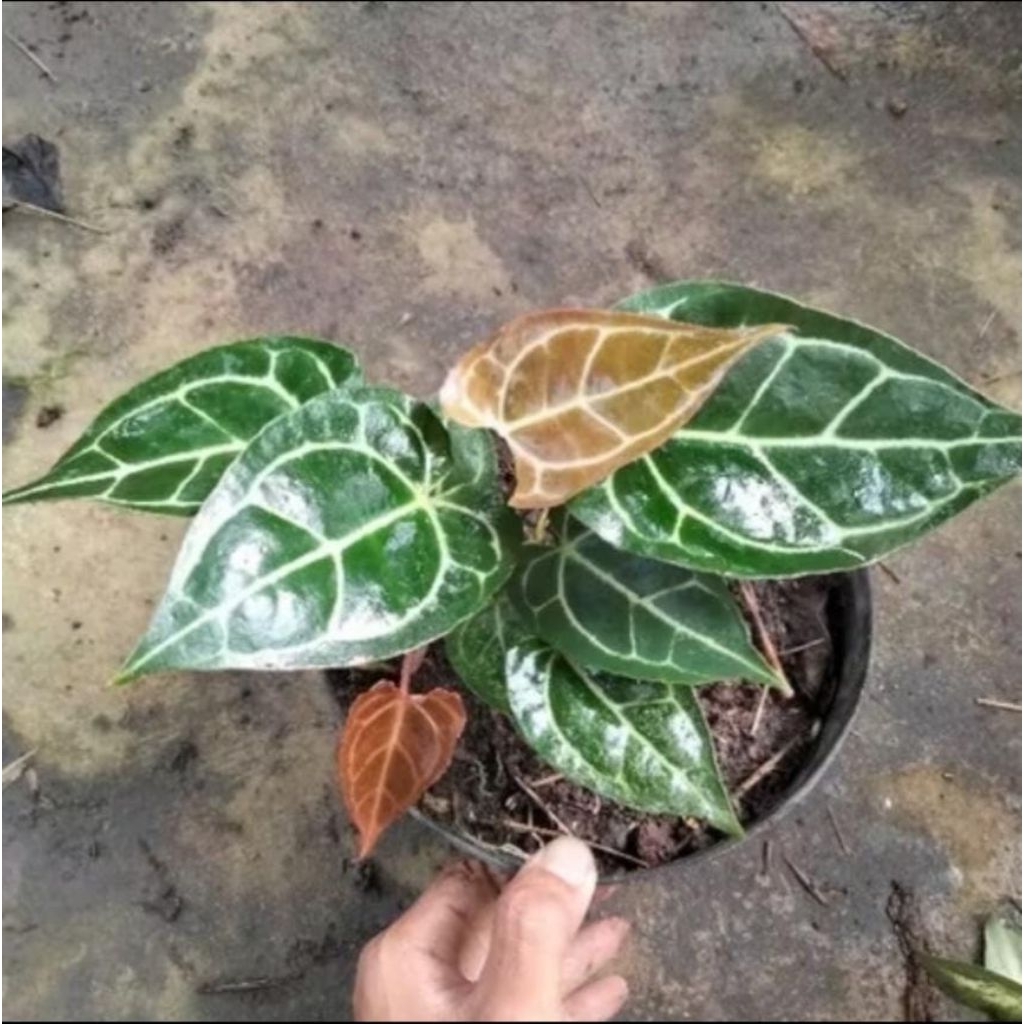 Tanaman Hias Kuping Gajah Mini - Anthurium Kuping Gajah - Anthurium