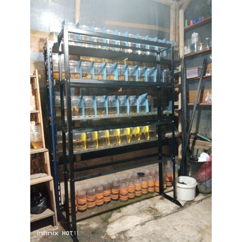 rak ikan cupang