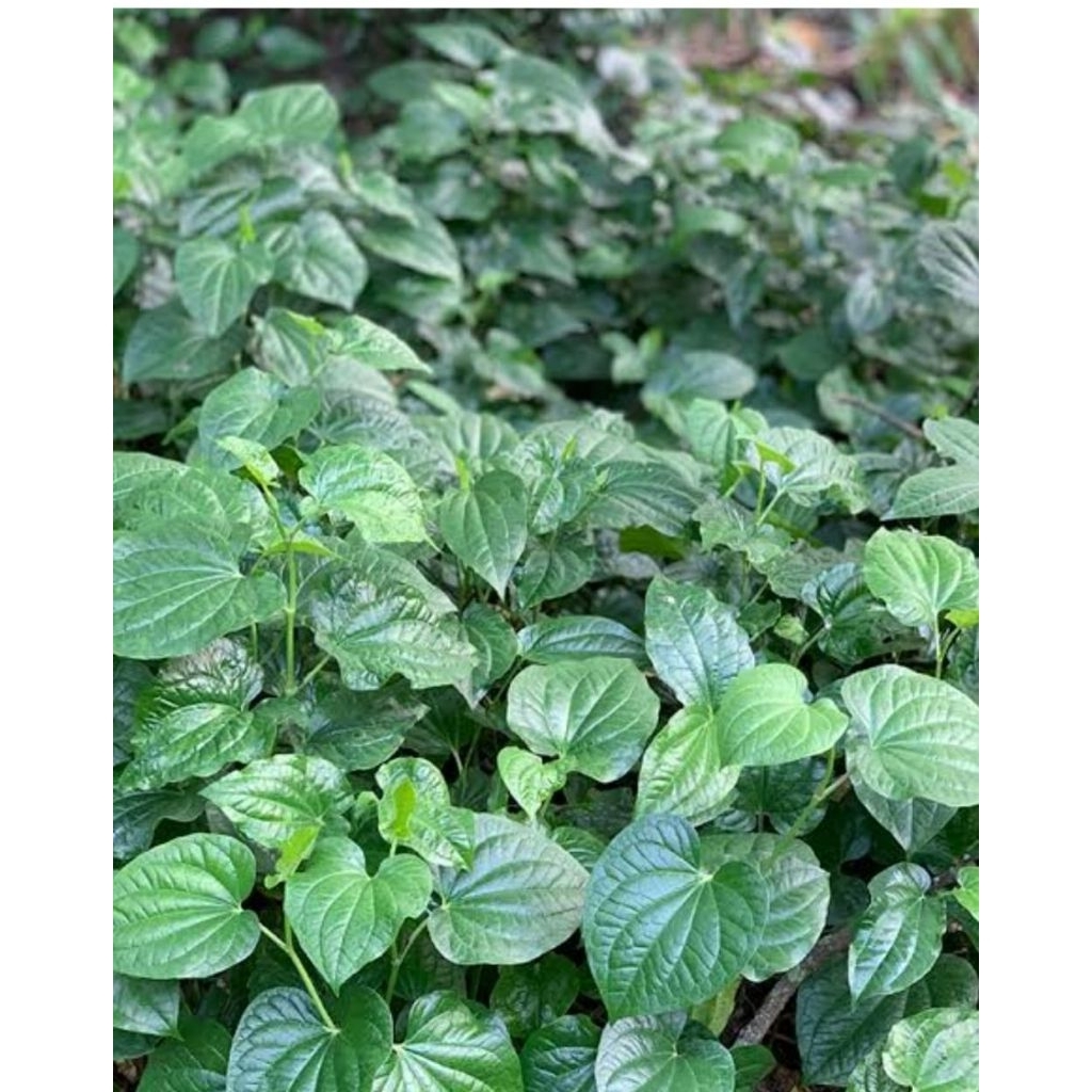 Daun karuk daun sirih tanah  daun cabe hutan 30 lemabr