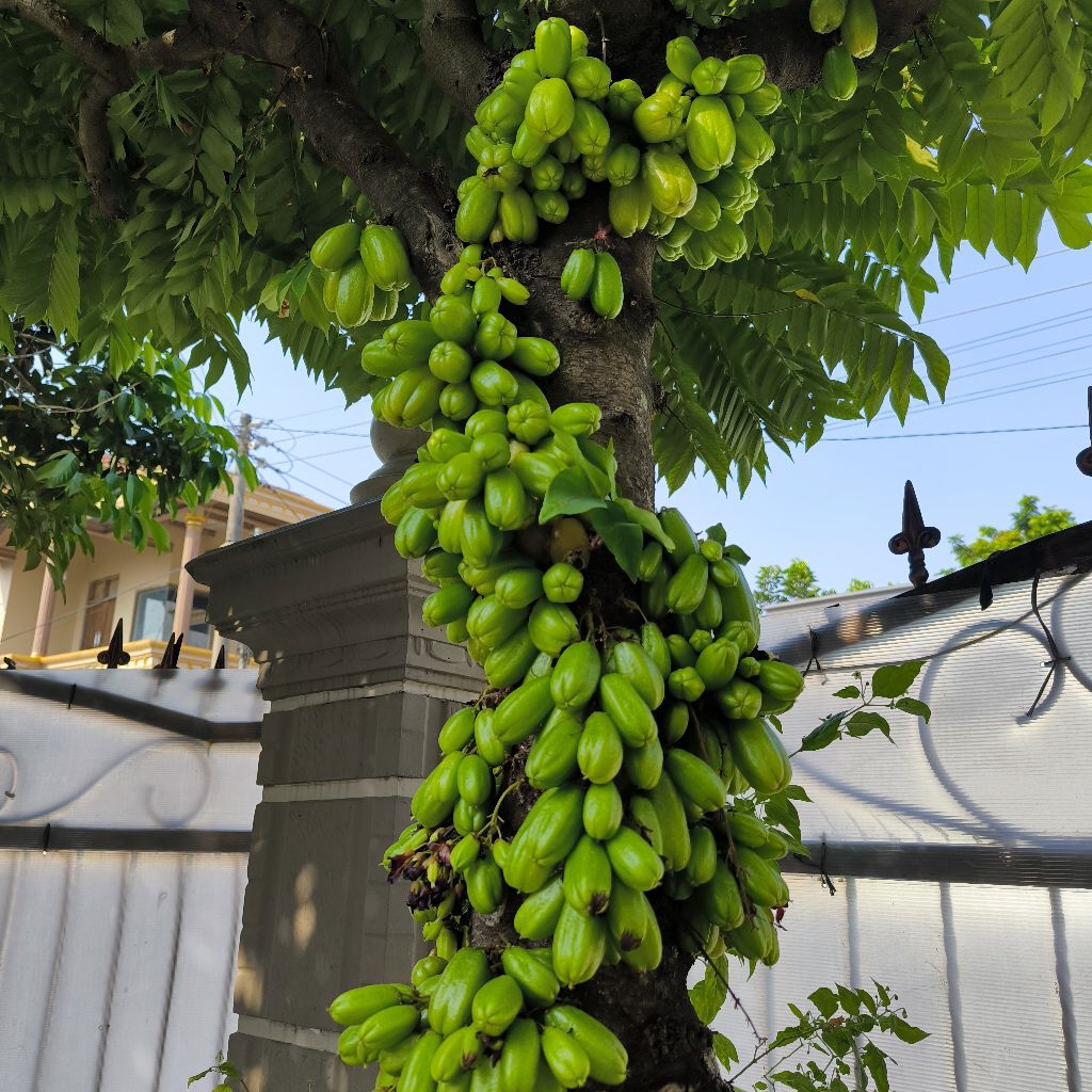 

Belimbing Wuluh Belimbing Sayur Segar Fresh 250gr (Dipetik Ketika Ada Order)