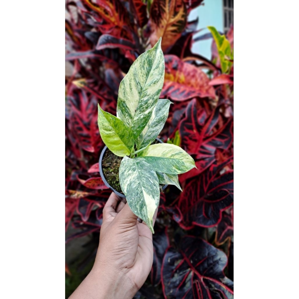 raphidopora puberula varigata