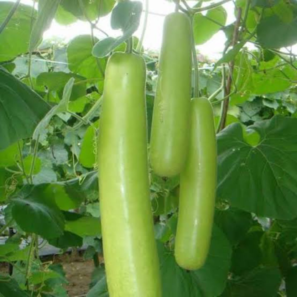 3 Benih Labu Air Panjang Benih Labu Air Panjang Unggul Berkualitas Bibit Labu Air Panjang Unggul Bib