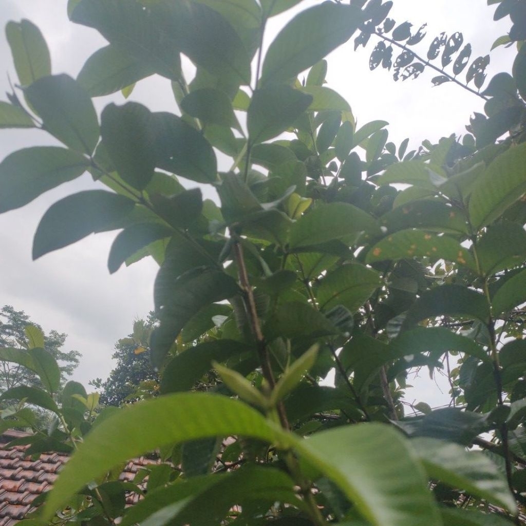 

daun jambu biji