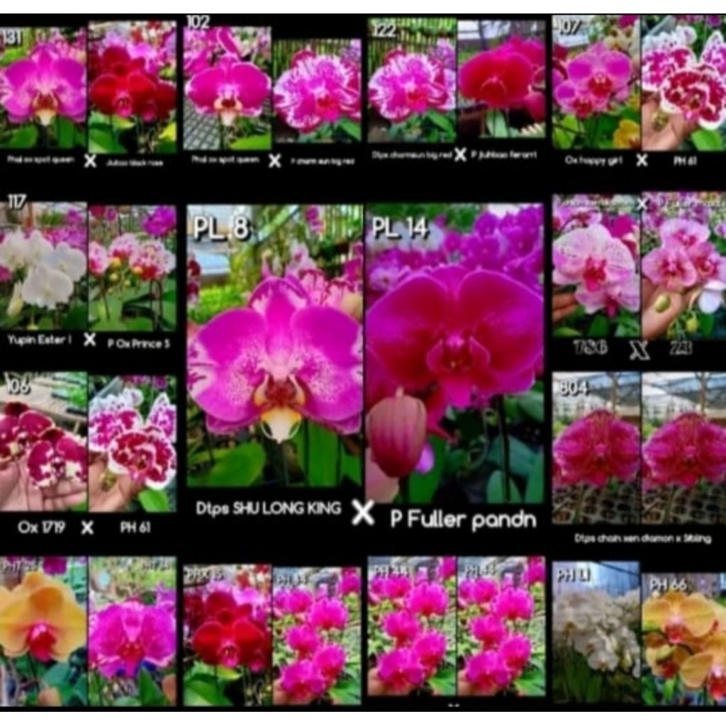 Seedling Anggrek Bulan