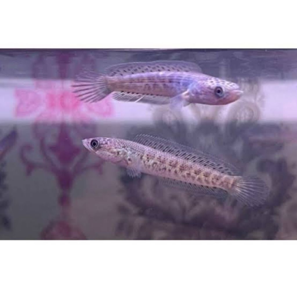 hiasan aquarium(baby auranti grade A)
