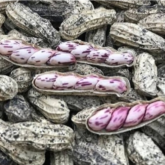

Kacang Batik / Kacang Lurik / Kacang Tanah Batik / Kacang Tanah Lurik / Kacang / Kacang Tanah Segar / Kacang Tore / 1 Kg