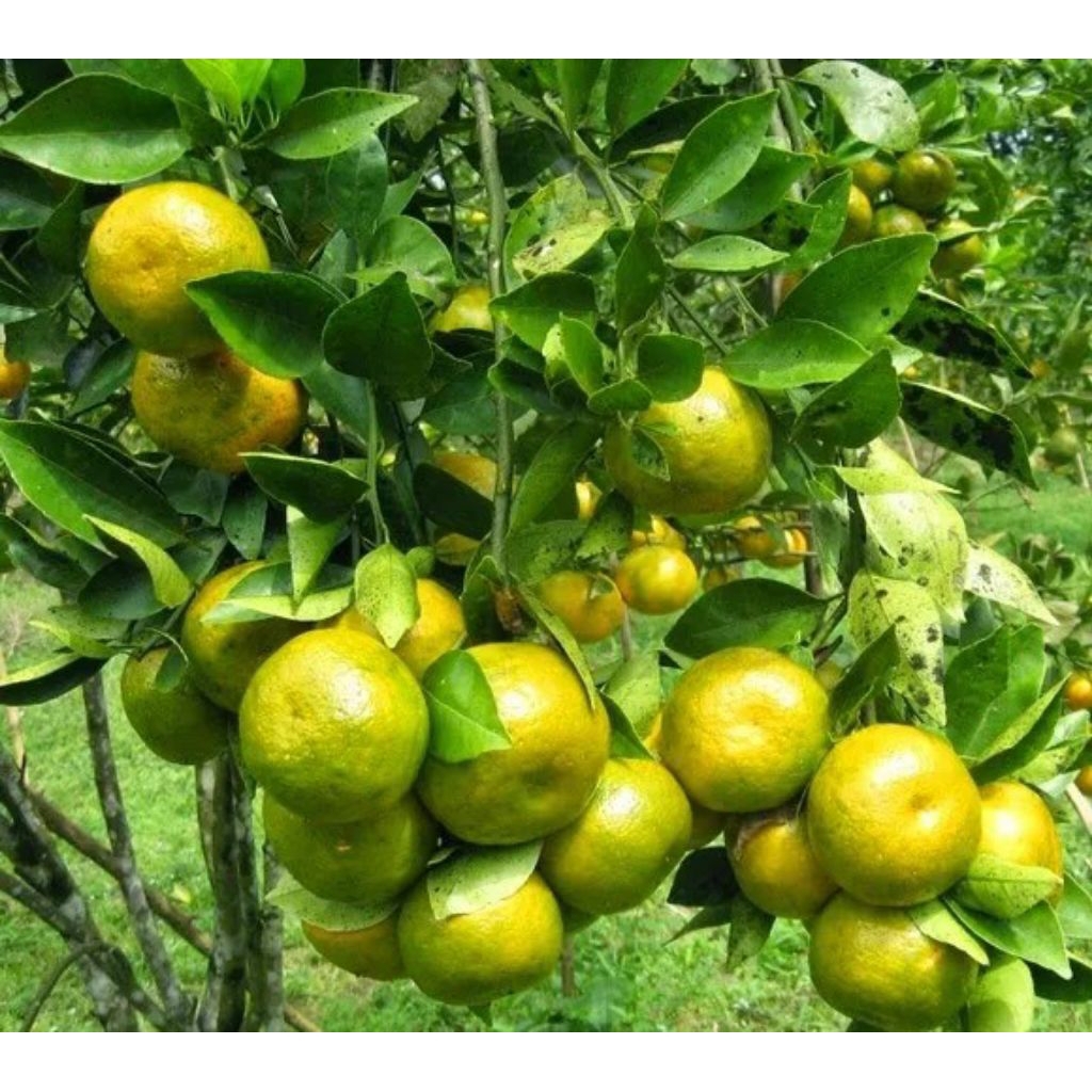 

jeruk Semboro jember