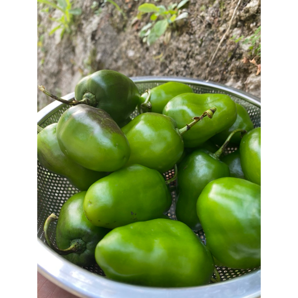 

cabe gendot /cabe bendot/cabe benot/cabe gendot fresh 1kg 1000gram