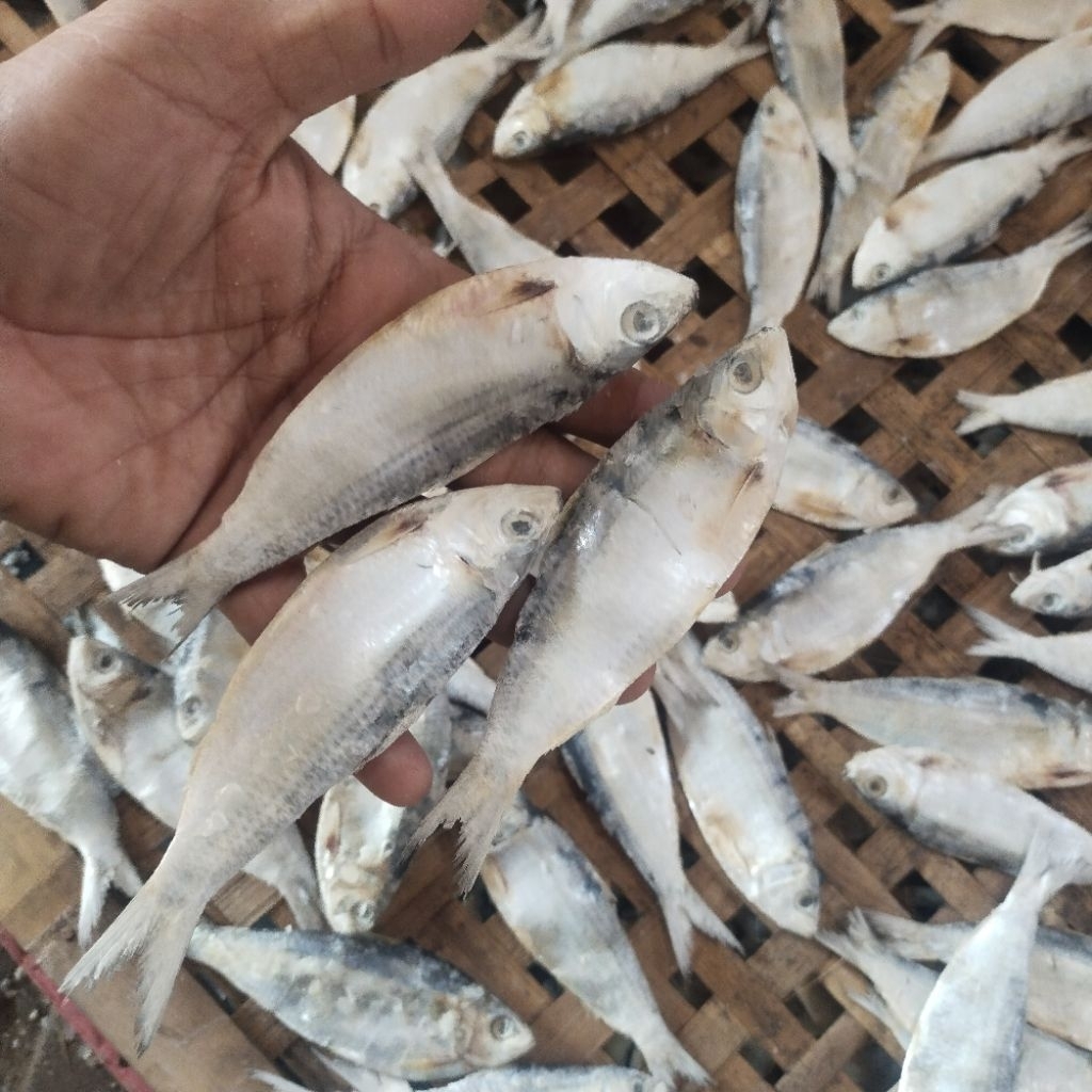 

Ikan Asin Murah tembang