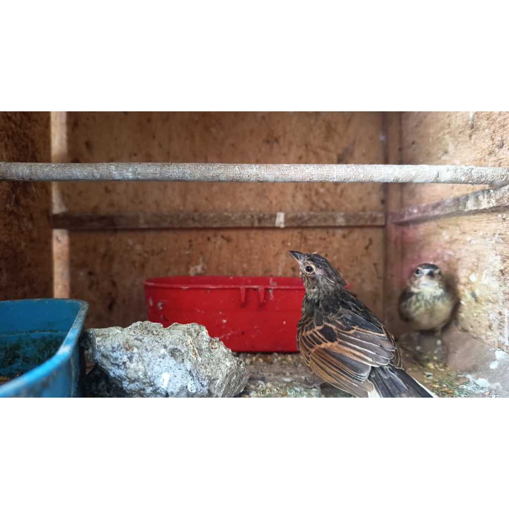 Branjangan Jatim atau Parva Bekasi