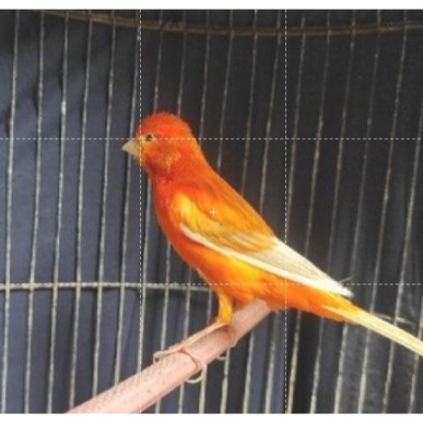 Kenari Loper Merlok Bekasi