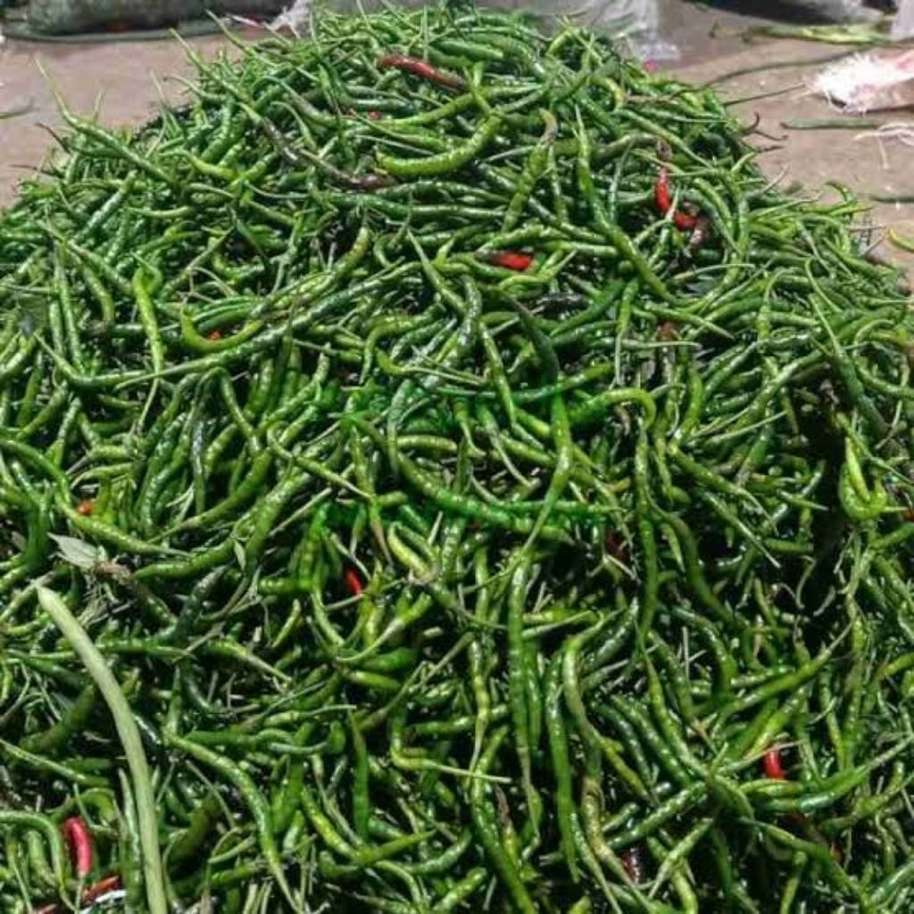 

cabe hijau keriting fresh termurah 250 gram 500 gram 1 kg
