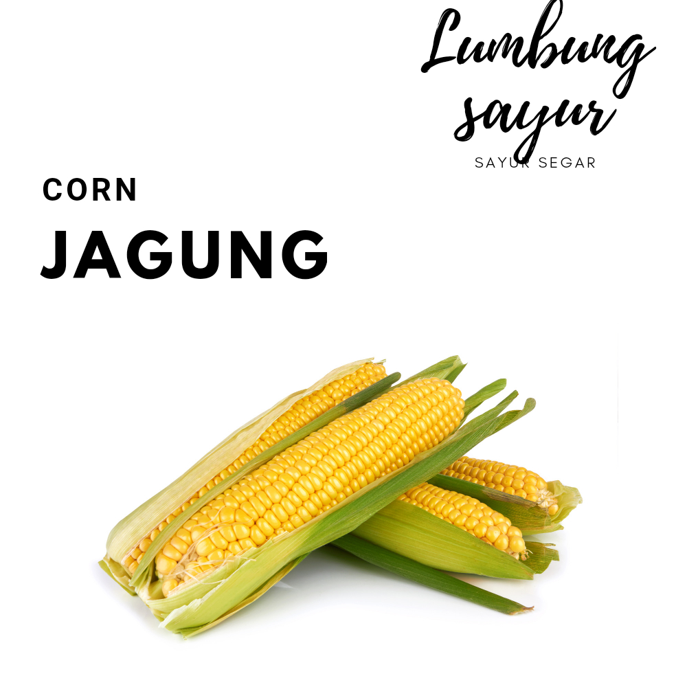 

Sayur Lumbung - Jagung Manis Segar / Sayur Segar 1 Buah