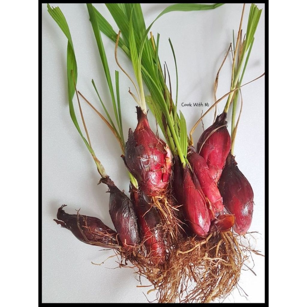 

Bawang dayak segar petik dadakan size 1kg