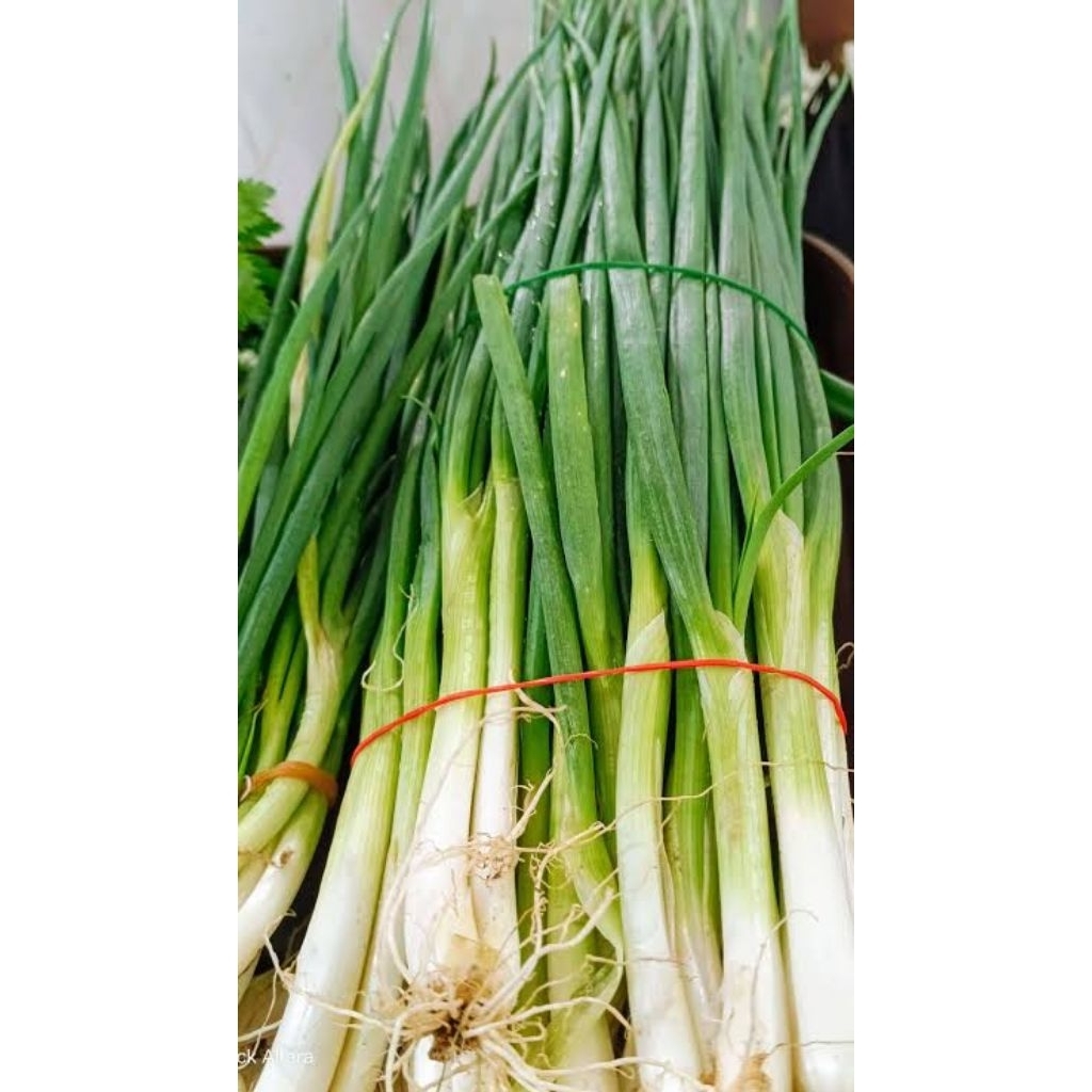 

daun bawang 1 ikat termurah