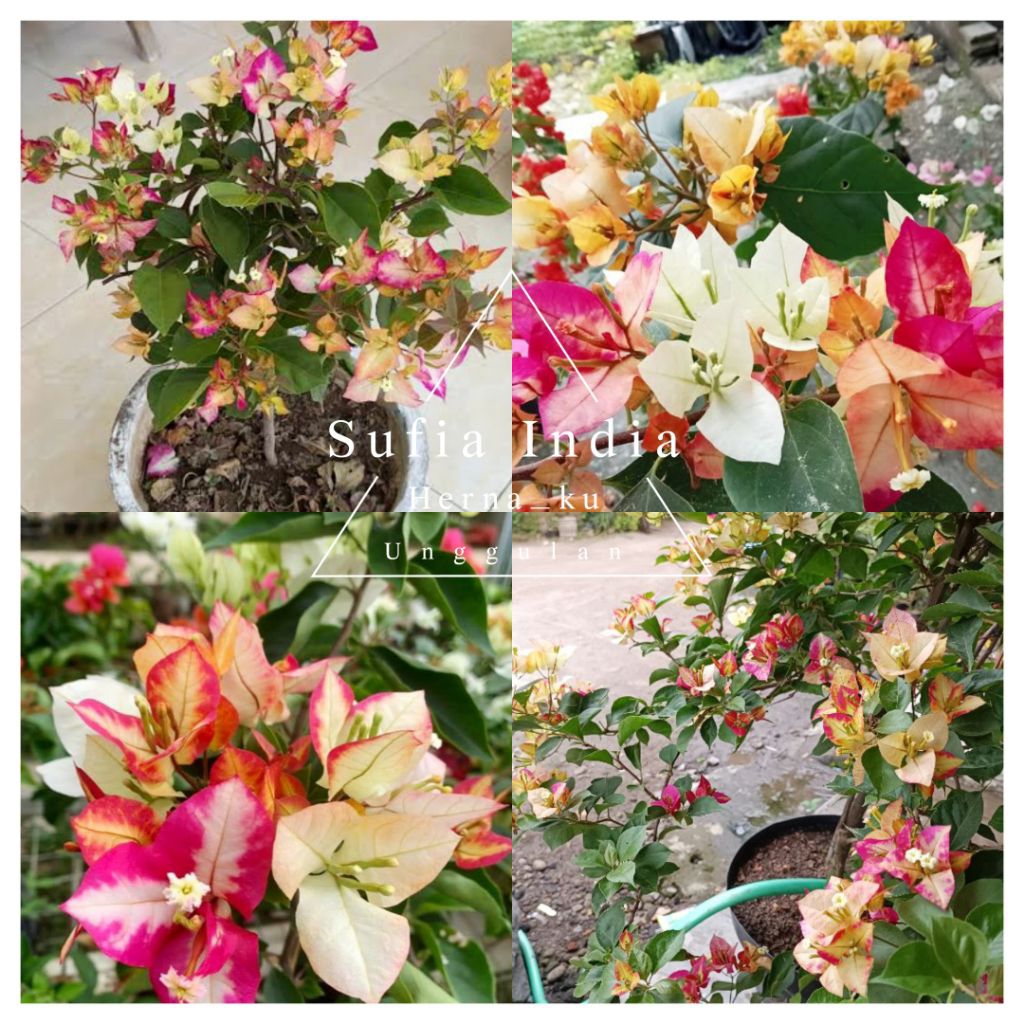 Bunga Bugenvil SUFIA INDIA Import Orian / Bougenville SUFIA INDIA Cepat Berbunga Rimbun