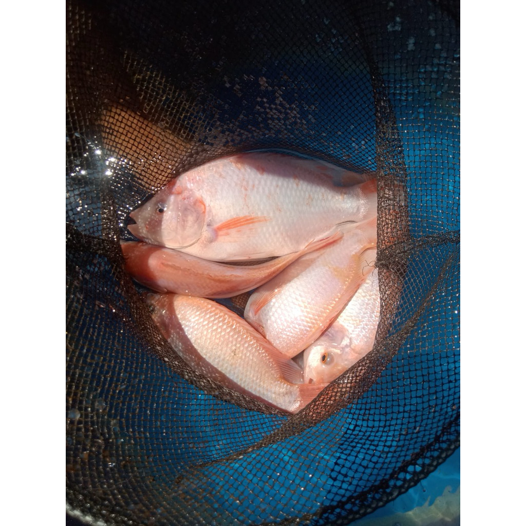 

Ikan Nila Segar hidup 1kg