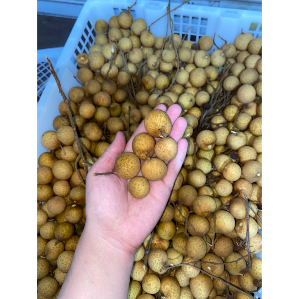 

KELENGKENG THAILAND FRESH 250 gram