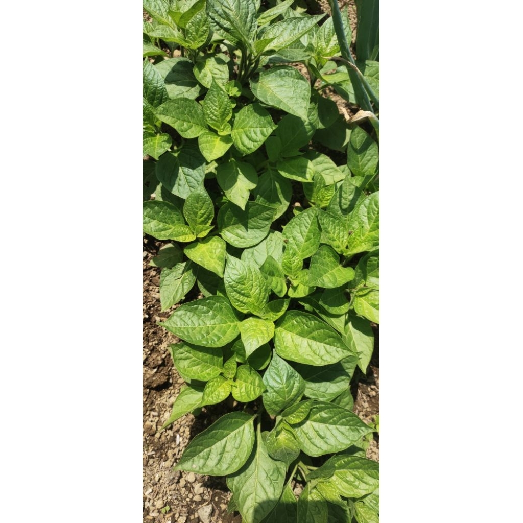 biji bibit cabe gendot