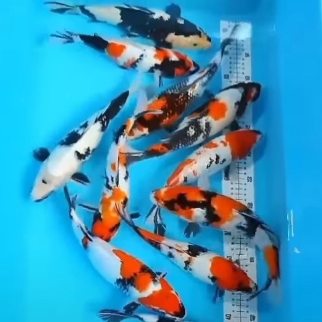 koi Showa shiro ukur 10-14 cm bergarangsi