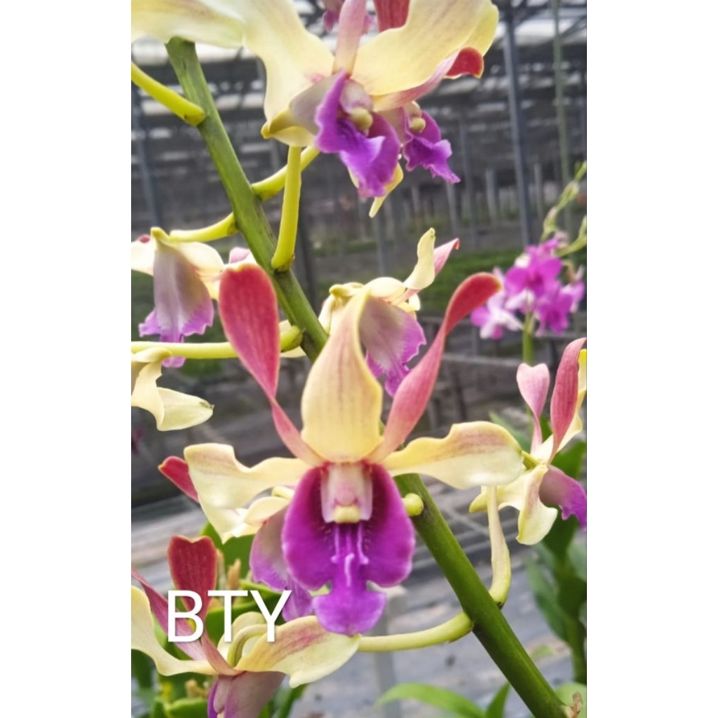 Anggrek Dendrobium id bty