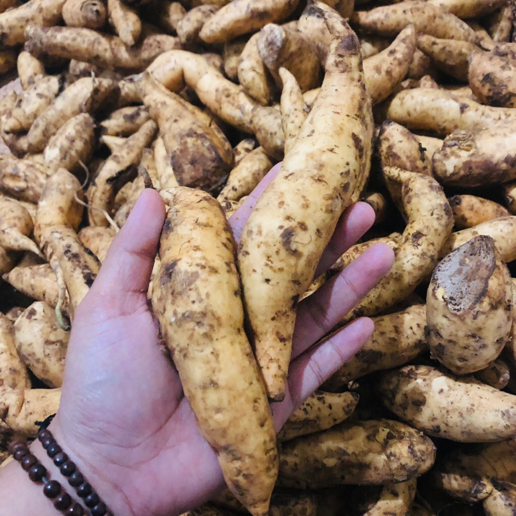 

UBI CILEMBU ASLI (baby)