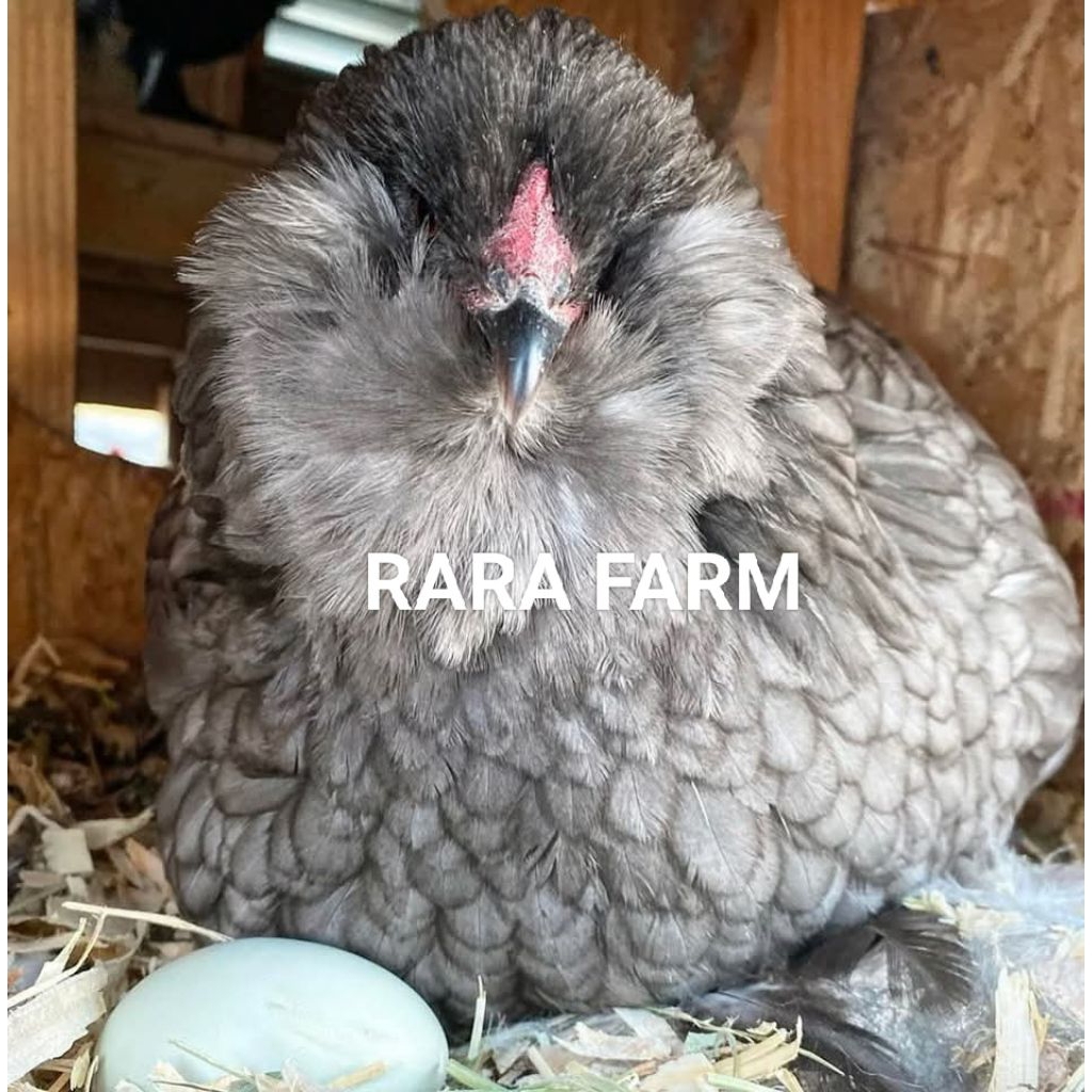 

Telur Tetas Ayam Ameraucana | Rara Farm
