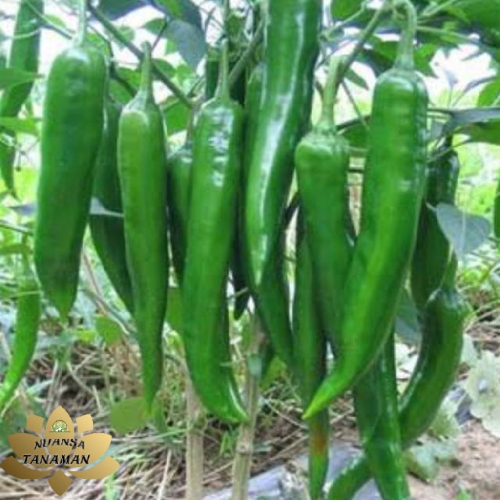 Tanaman Pohon Buah Cabe Ijo Panjang (Cabe Sayur) Siap Berbuah/Pohon Cabe Hijau Super