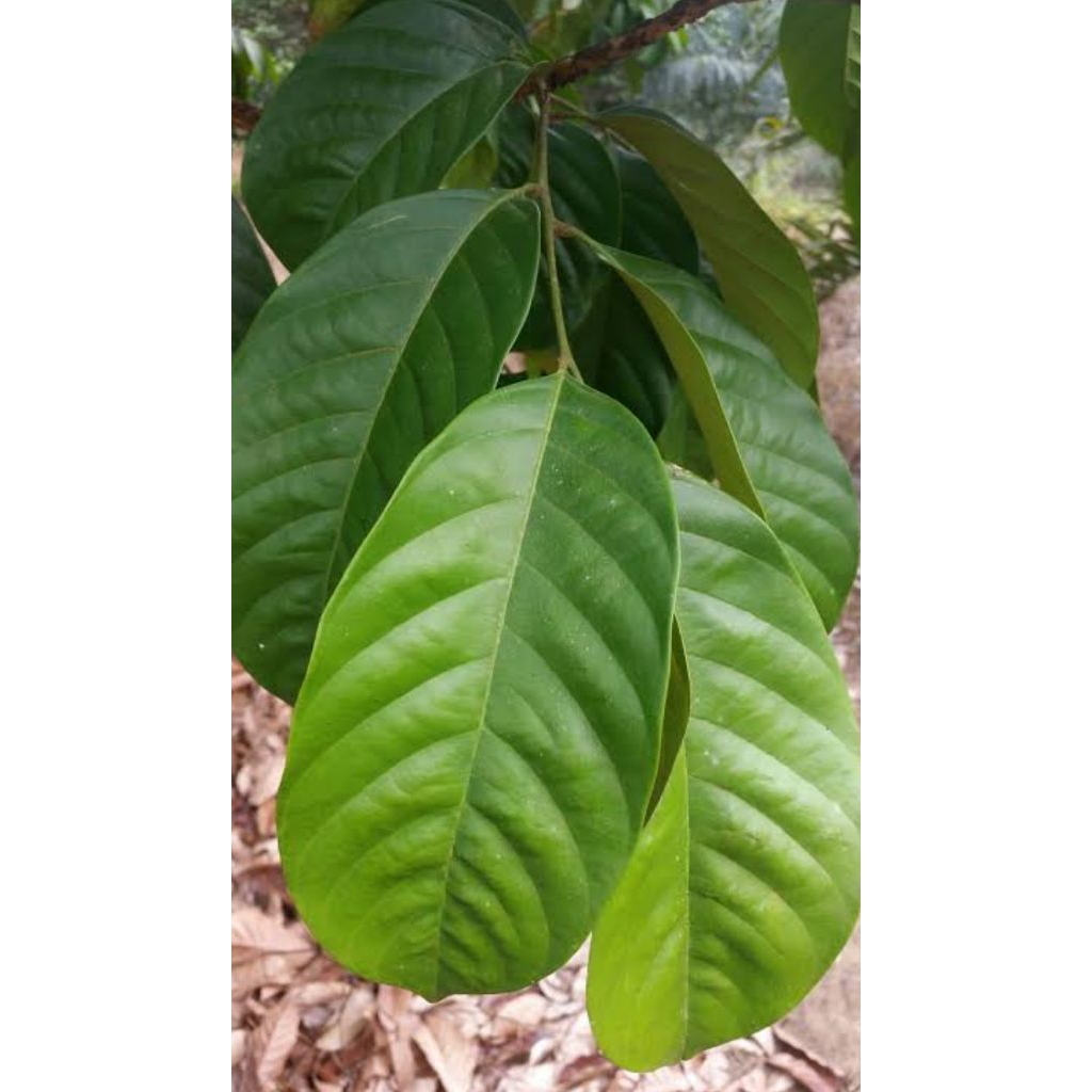 

Daun duku 100 lembar Segar langsung petik