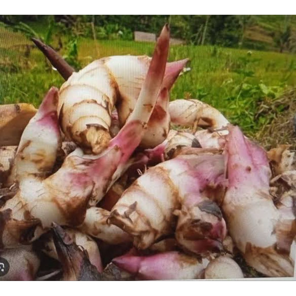 

Umbi Ganyong Segar Mentah 500 g – Organik, Bahan Tepung & Masakan Sehat