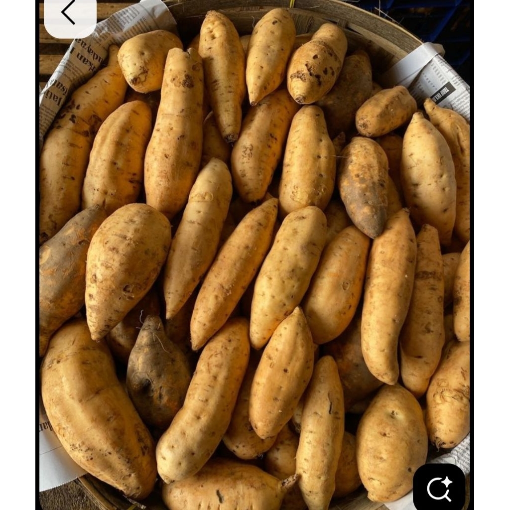 

DIET ALAMI UBI CILEMBU 1 KG SARAPAN SEHAT DIET ALAMI