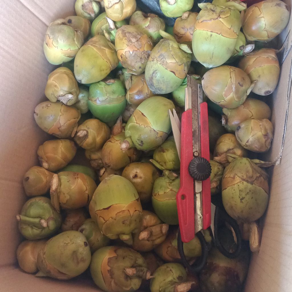 

Beluluk Kelapa / Tembuluk Kelapa Segar