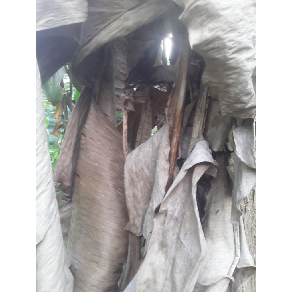 

daun kalaras/daun pisang kering