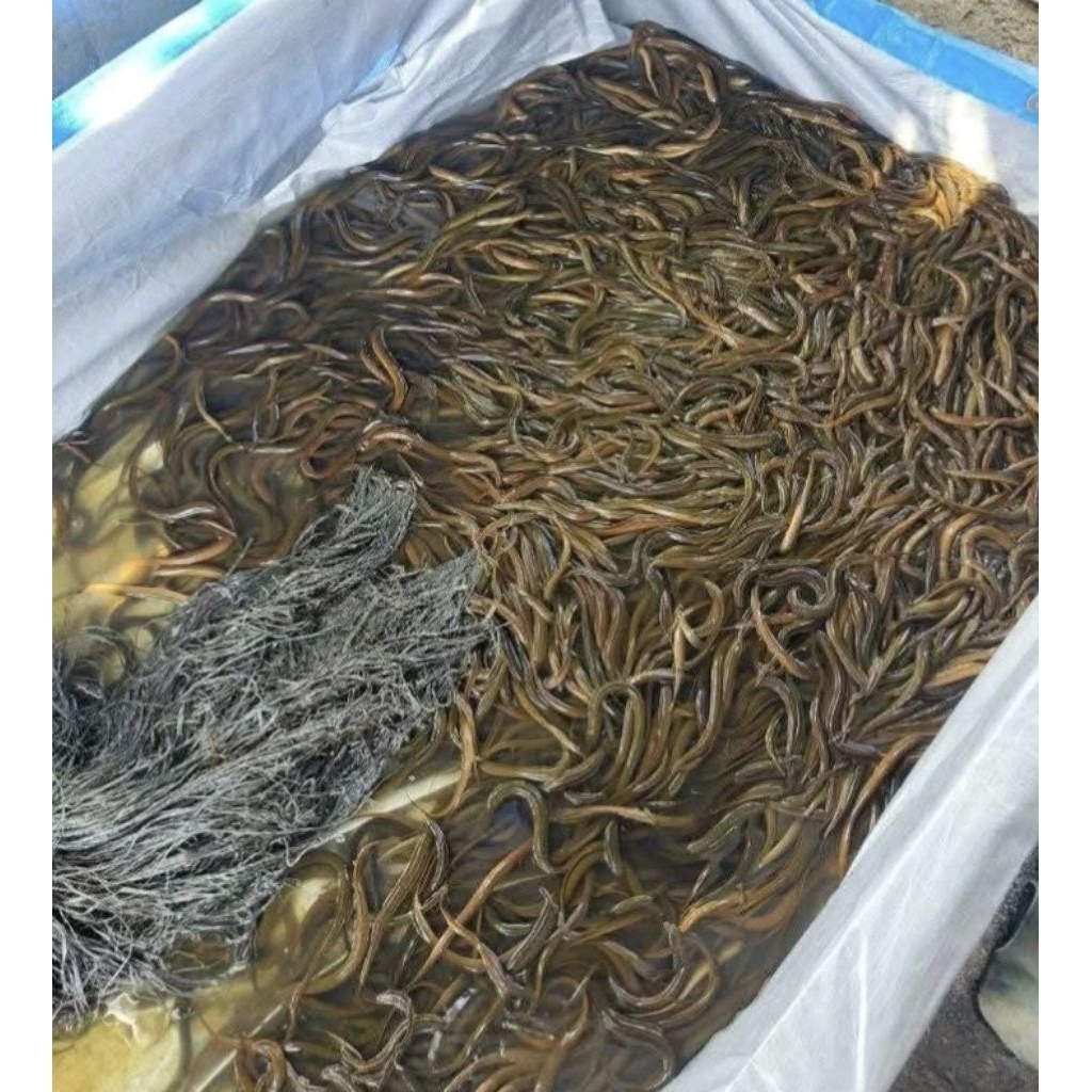 

BELUT HIDUP UKURAN KECIL (BIBIT , MANCING , LOMBA) isi 10 - 20 ekor per kilo nya