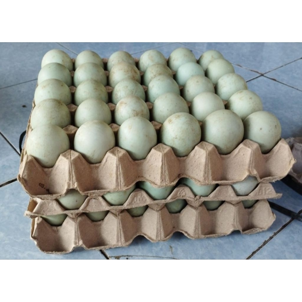 

TELUR BEBEK OMEGA MENTAH, TELUR BEBEK MANIK OREN, TELUR BEBEK MENTAH