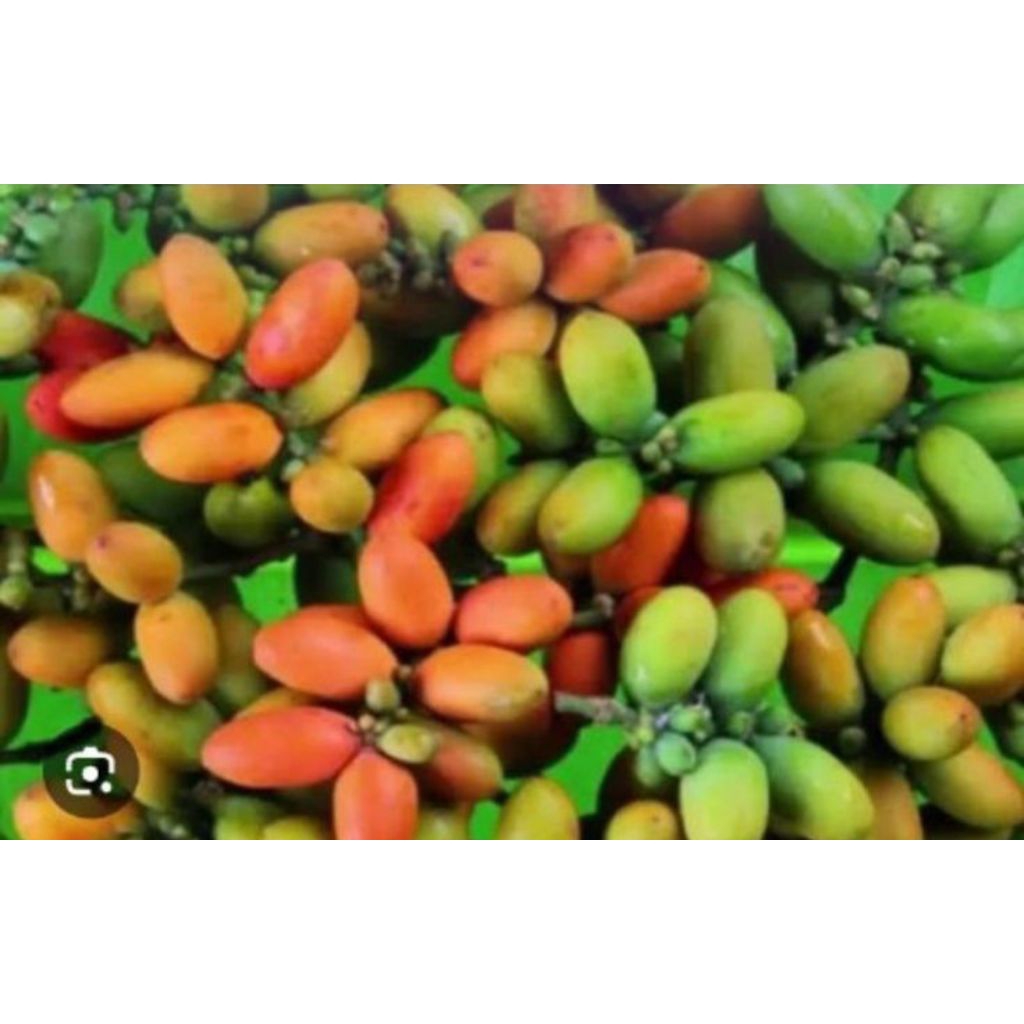

buah melinjo 500gram