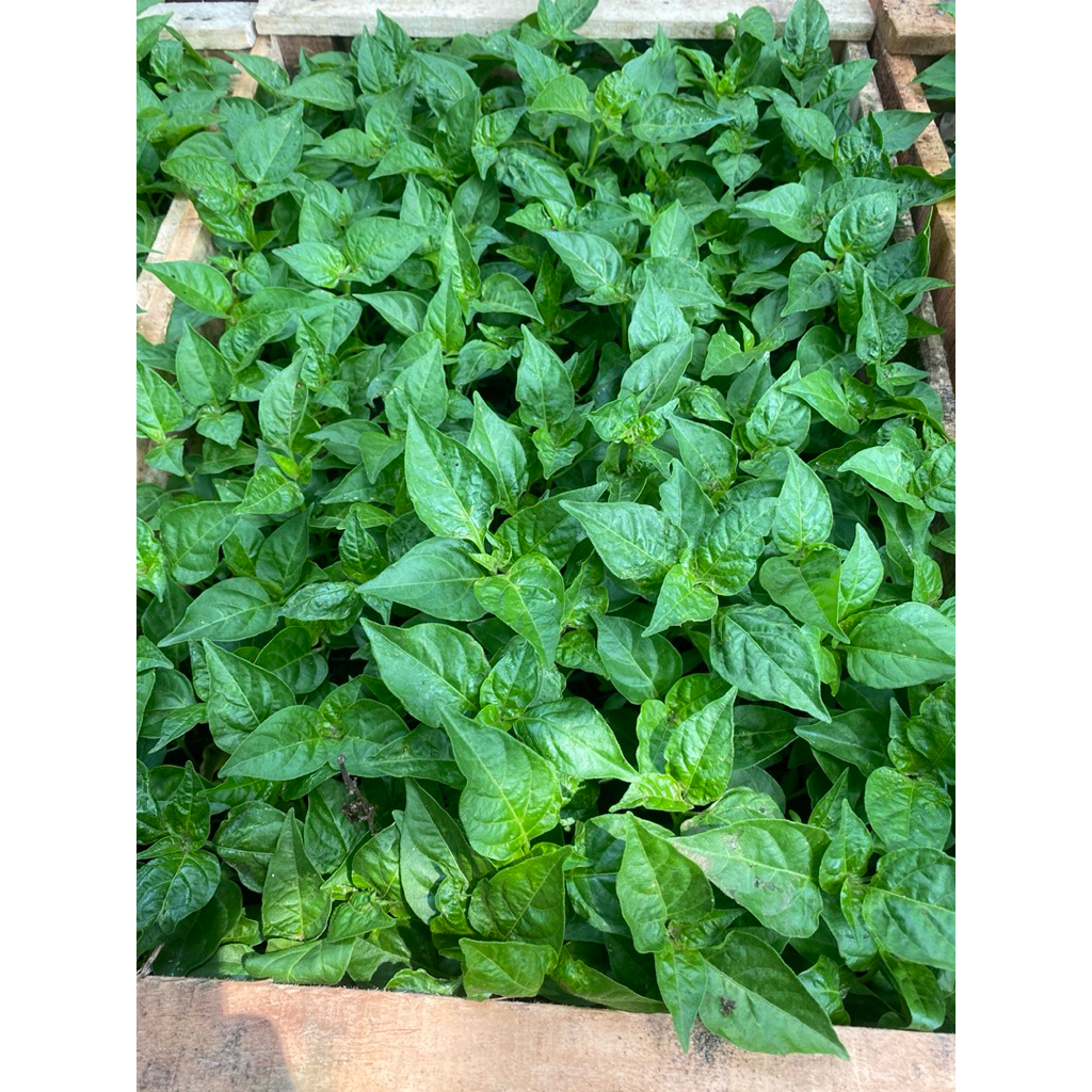 

cabai siap tanam 1peti kayu