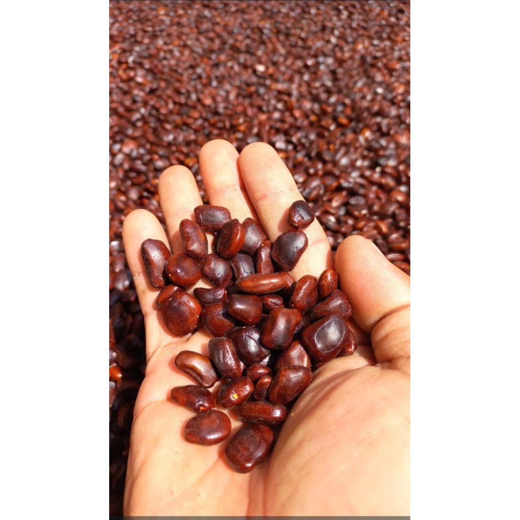 

paket 10kg biji asem jawa