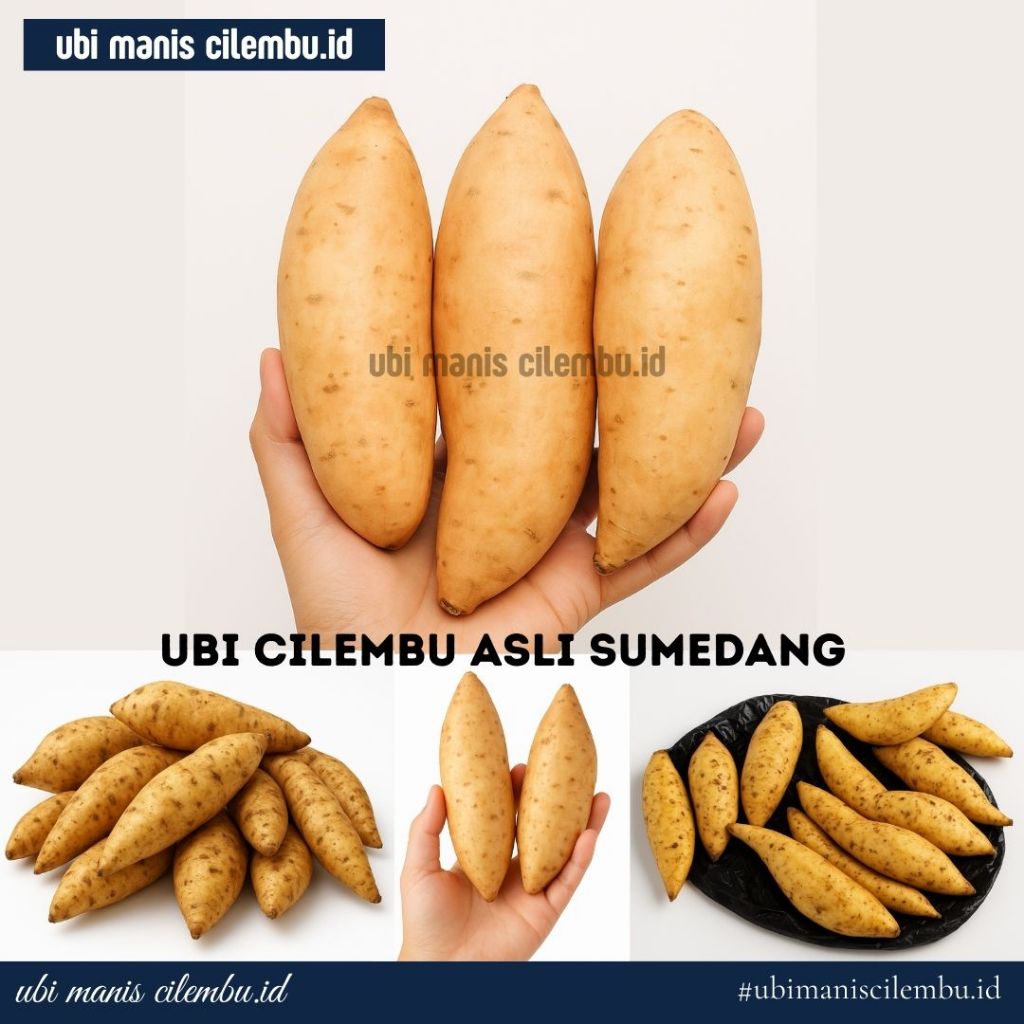 

Ubi Cilembu Asli Manis Lembut Ubi Bakar Mentah Siap Masak 1Kg Ubi madu Asli cilembu mentah besar kecil sedang khusus di kukus/rebus lobi-lobi