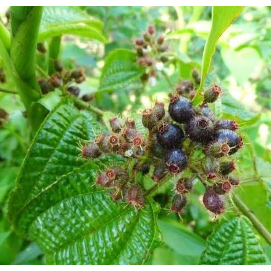 

Buah harendong bulu senggani senduduk bulu segar 100 gram-az