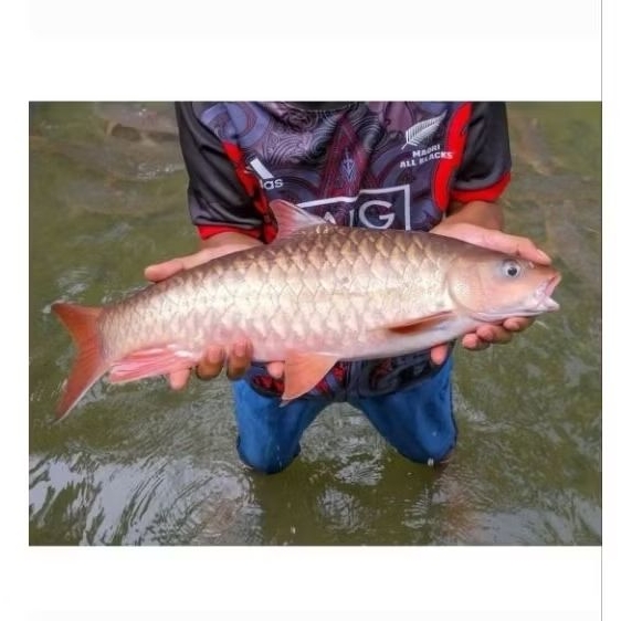 (Hiasan) Tor Kelah Merah 6-8 cm Hulu Trengganu