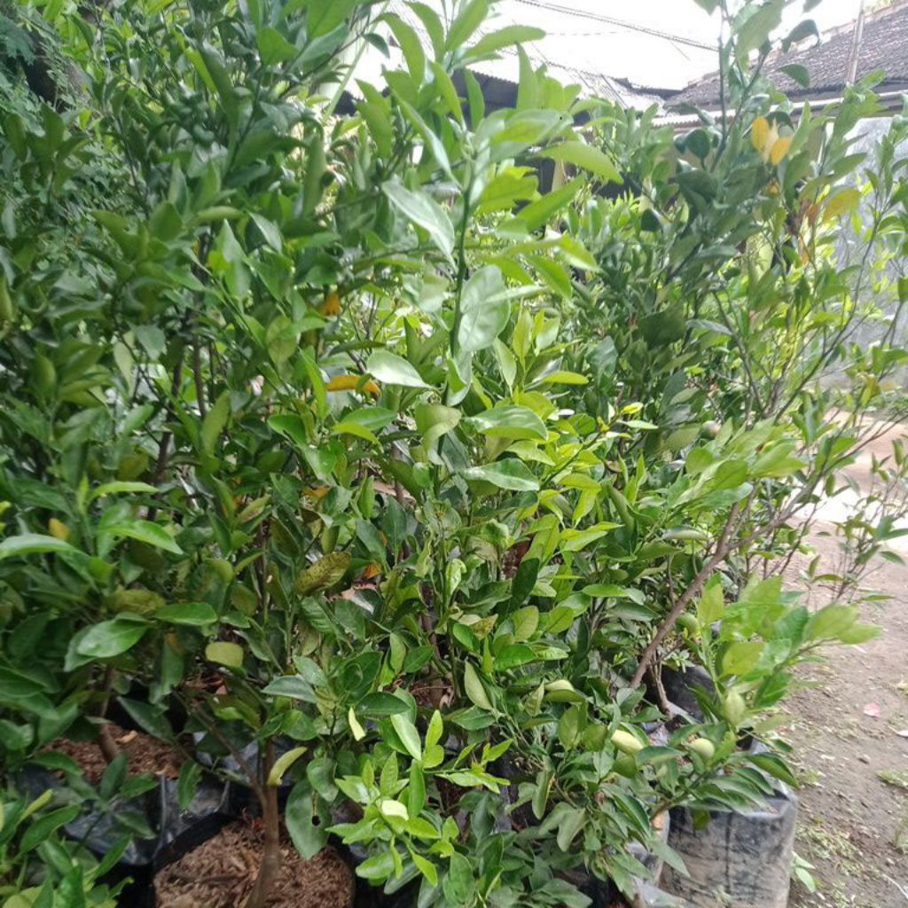 

bibit jeruk dekopon berbuah