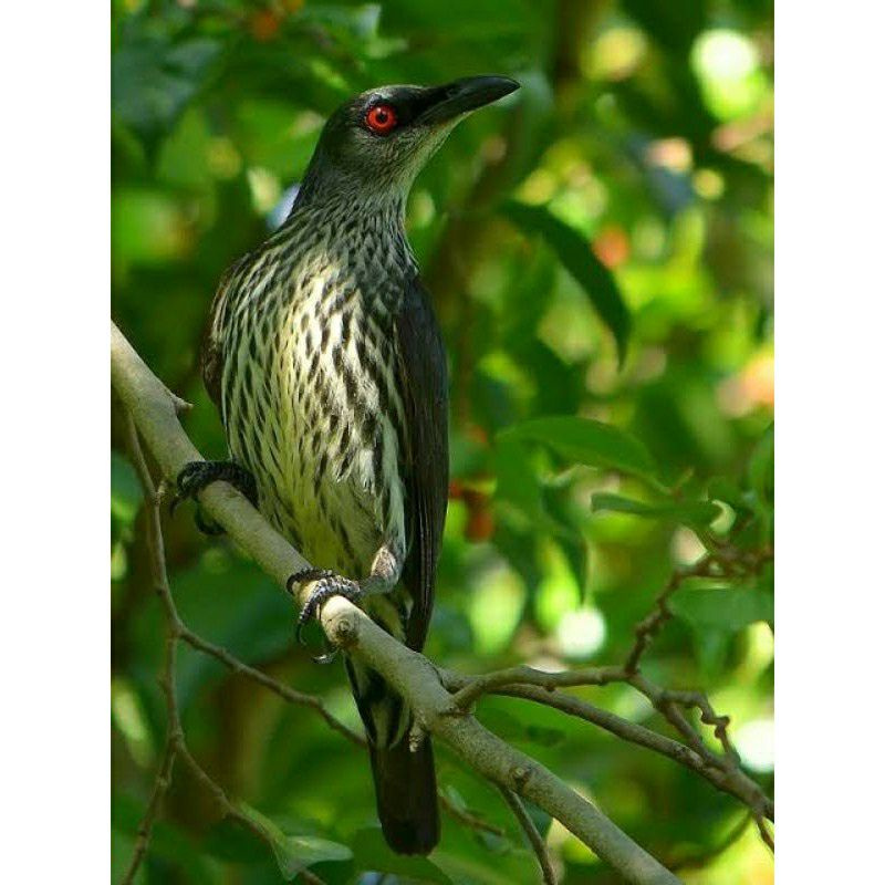 Cucak Keling Atau Camperling Bekasi