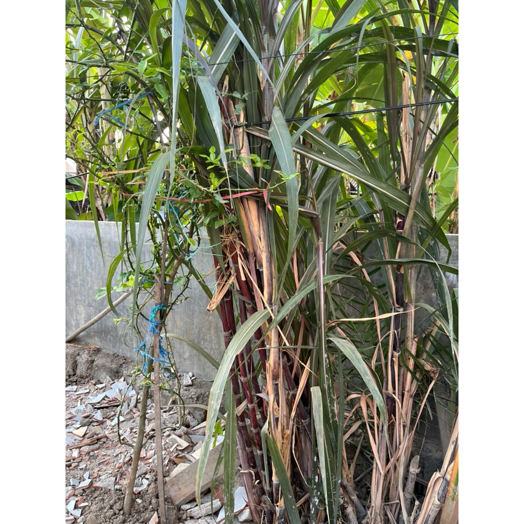 

Tebu ireng asli seger baru panen langsung kirim