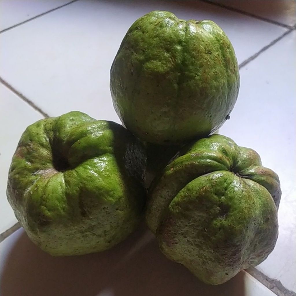 

jambu kristal