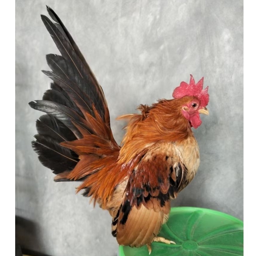 Ayam Kate jantan indukan