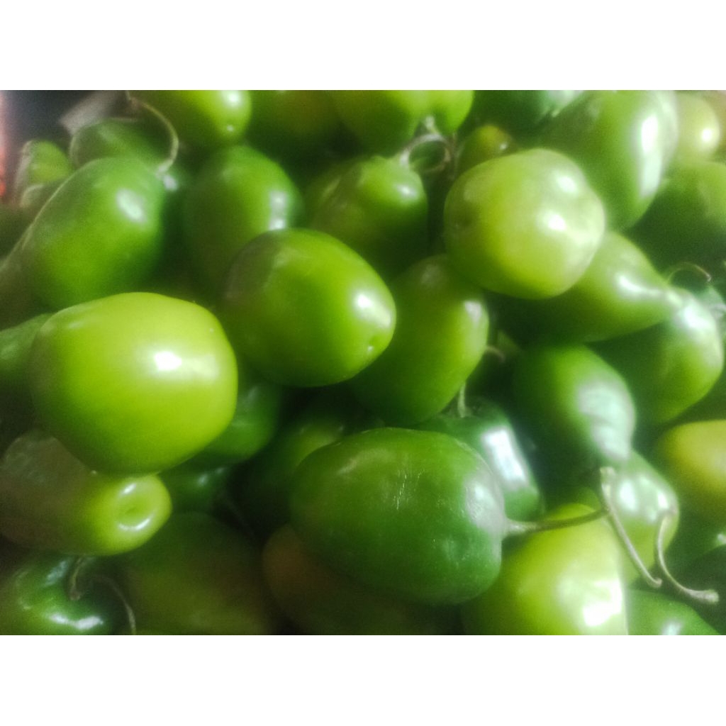 

Cabe gendot cabe super pres besar segar(255gram)