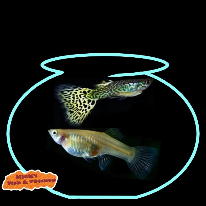 Sepasang Guppy Green Cobra Grade Sortiran