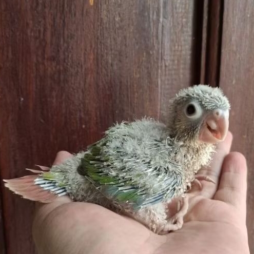 baby pinaple conure Anakan pinaple conure