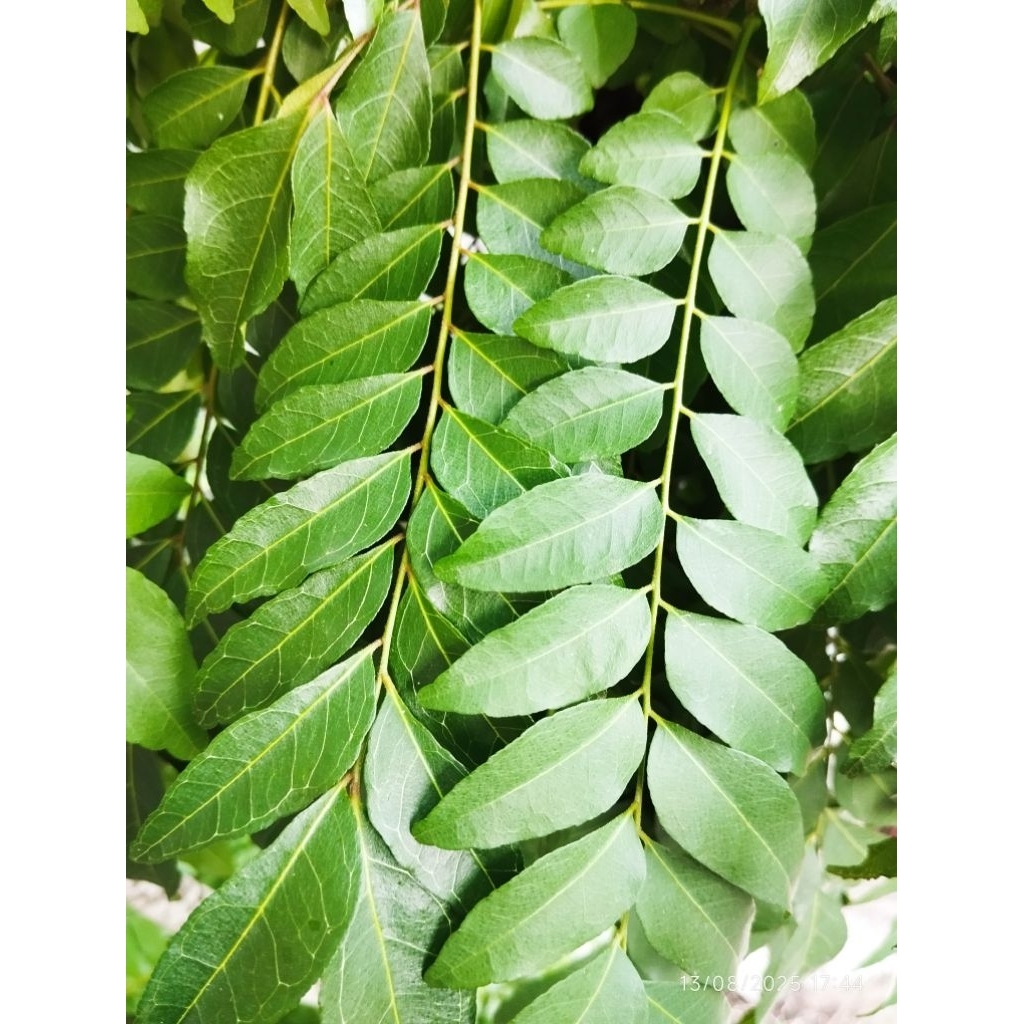 

Daun Temurui/Kari Aceh daun Pewangi masakan